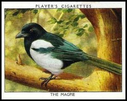 11 The Magpie